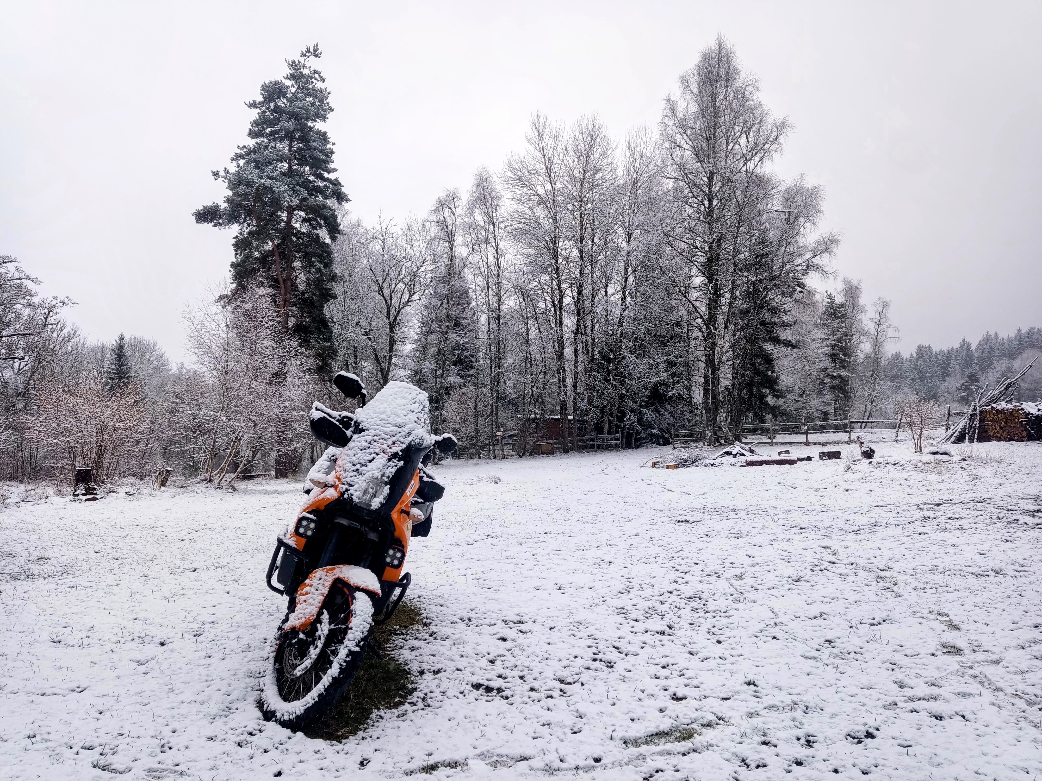 La tête au vert sous la neige